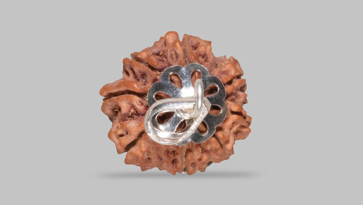 8 MUKHI RUDRAKSHA (17.61 mm)