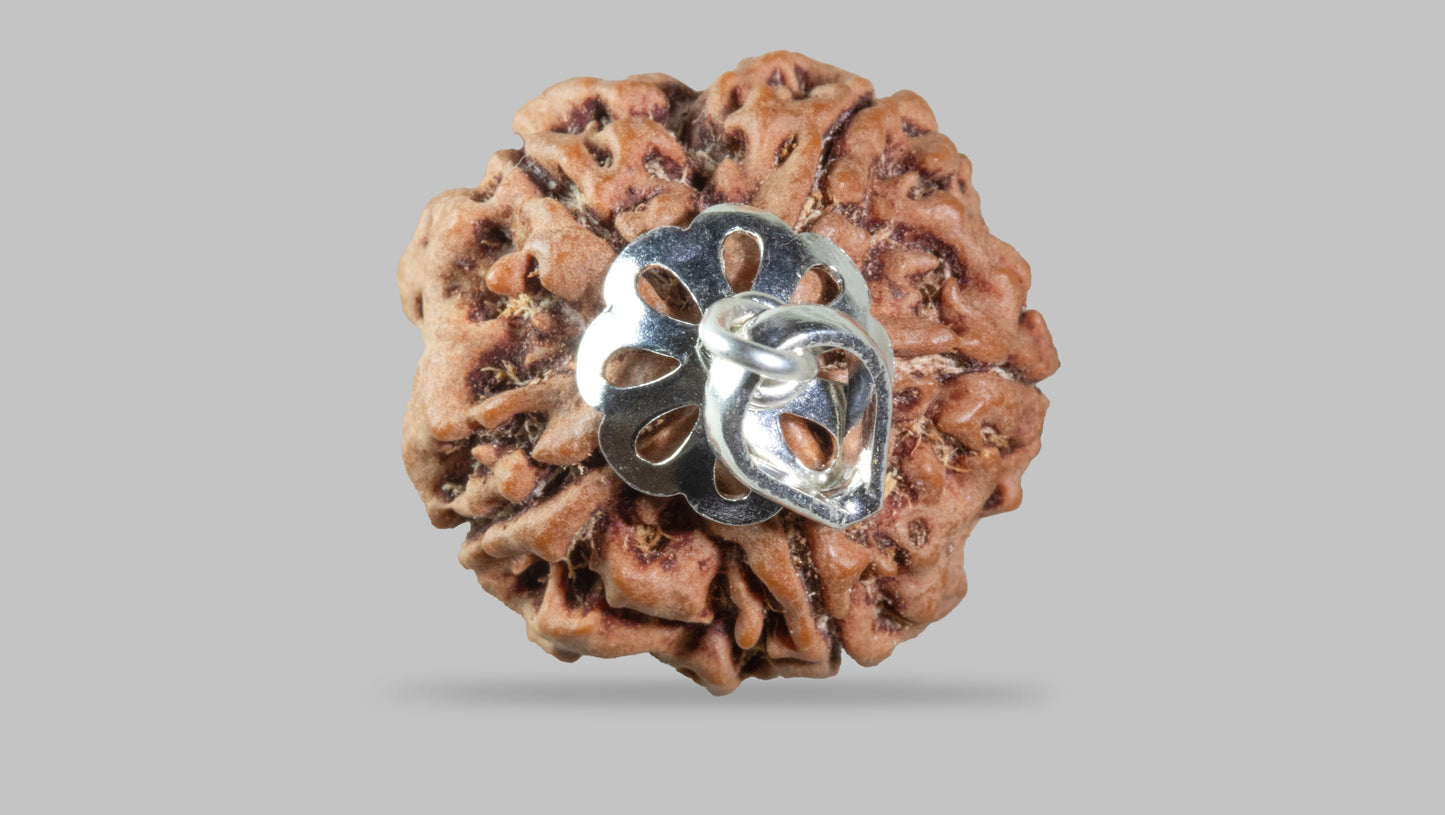 5 MUKHI RUDRAKSHA (23.44 mm)
