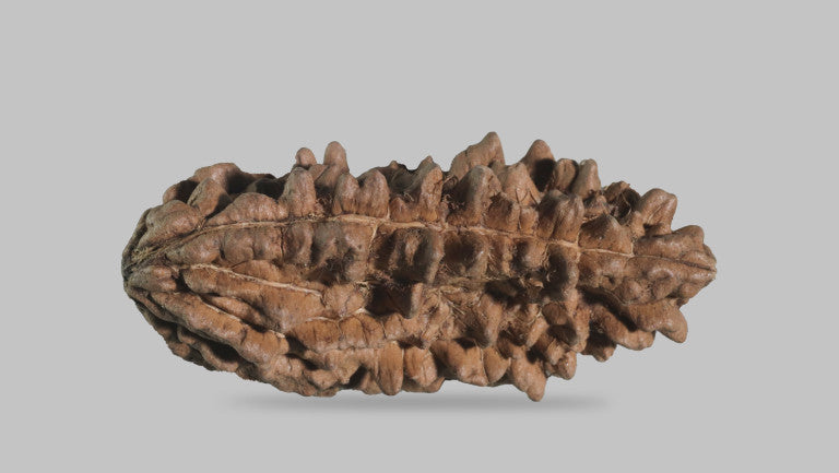 1 MUKHI RUDRAKSHA (34.70 mm)