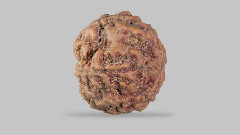 5 MUKHI RUDRAKSHA (23.55 mm)