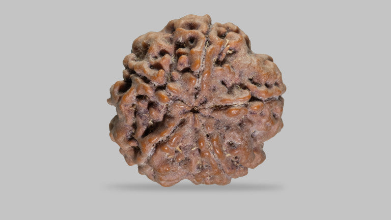 5 MUKHI RUDRAKSHA (22.71 mm)