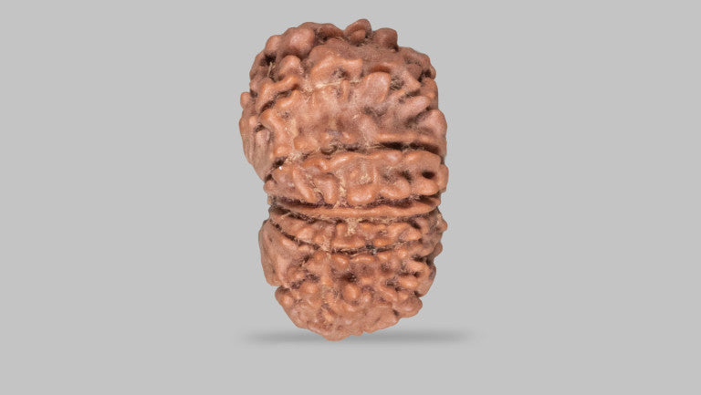 13 MUKHI RUDRAKSHA (22.90 mm)