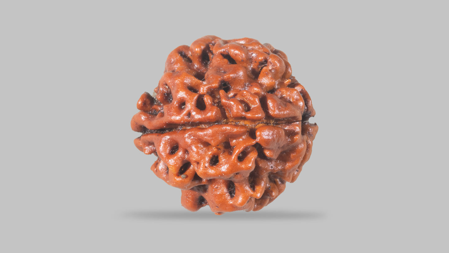 4 MUKHI RUDRAKSHA (19.30 mm)
