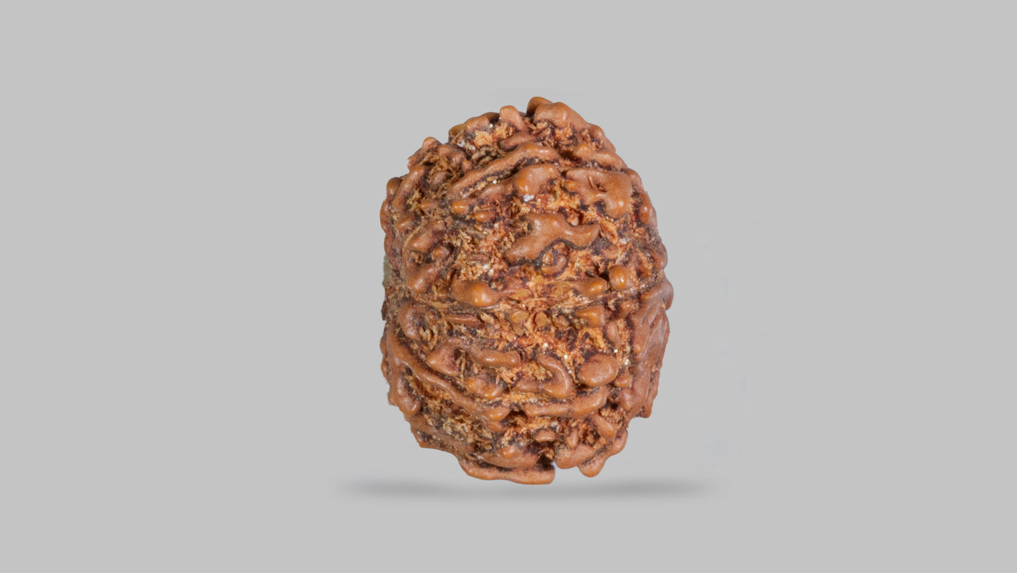 10 MUKHI RUDRAKSHA (22.12 mm)