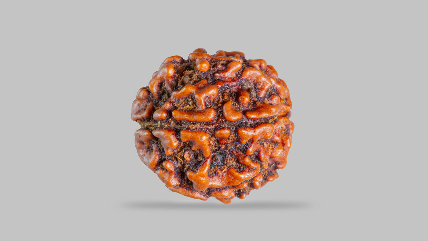 6 MUKHI RUDRAKSHA (20.70 mm )