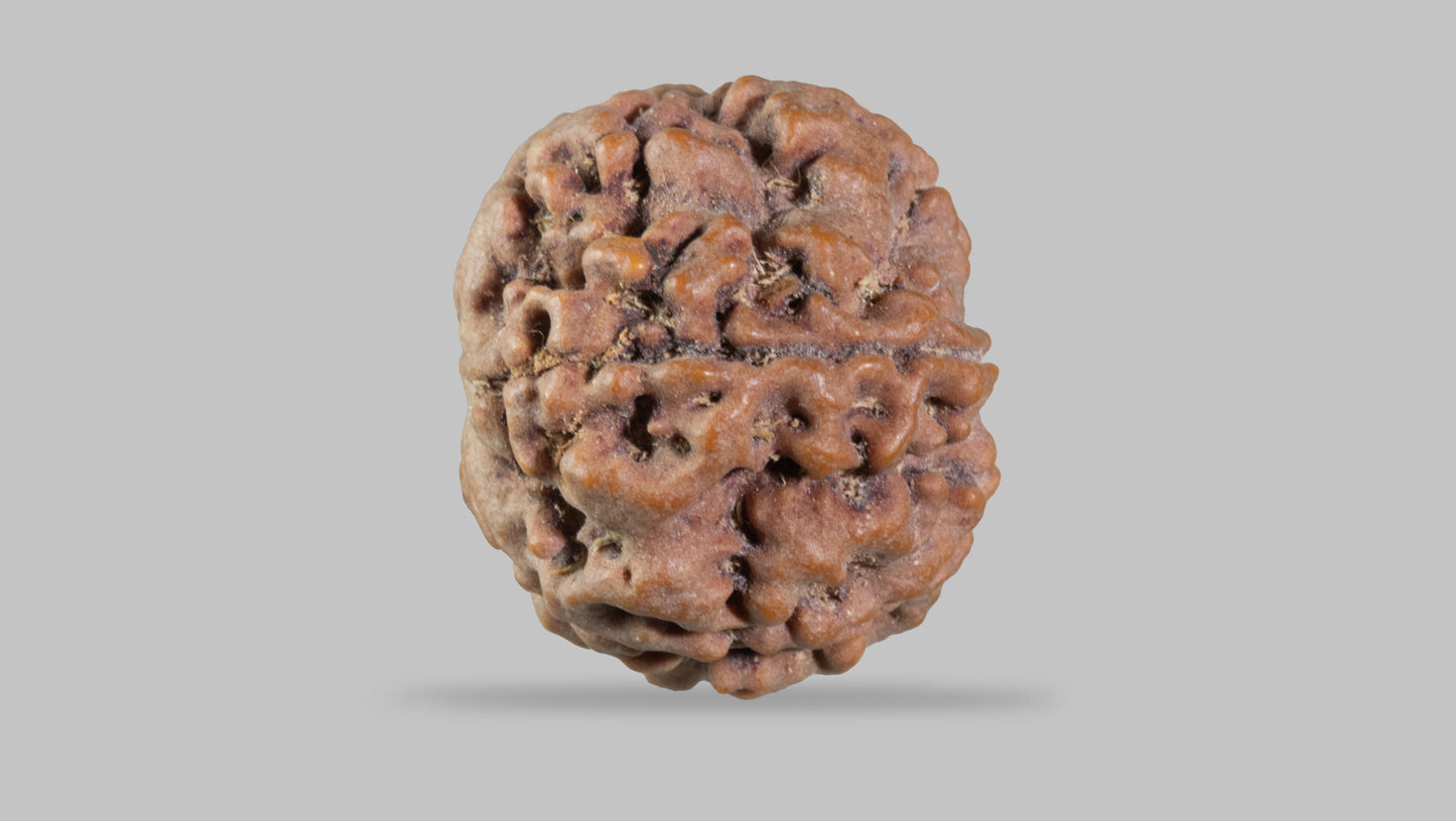 5 MUKHI RUDRAKSHA (22.71 mm)