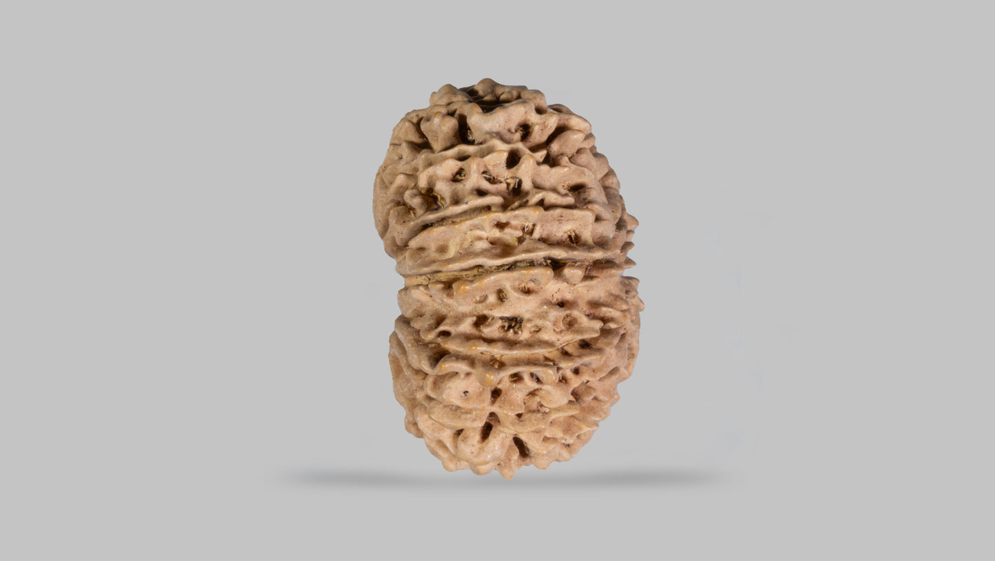 14 MUKHI RUDRAKSHA (29.30 mm)