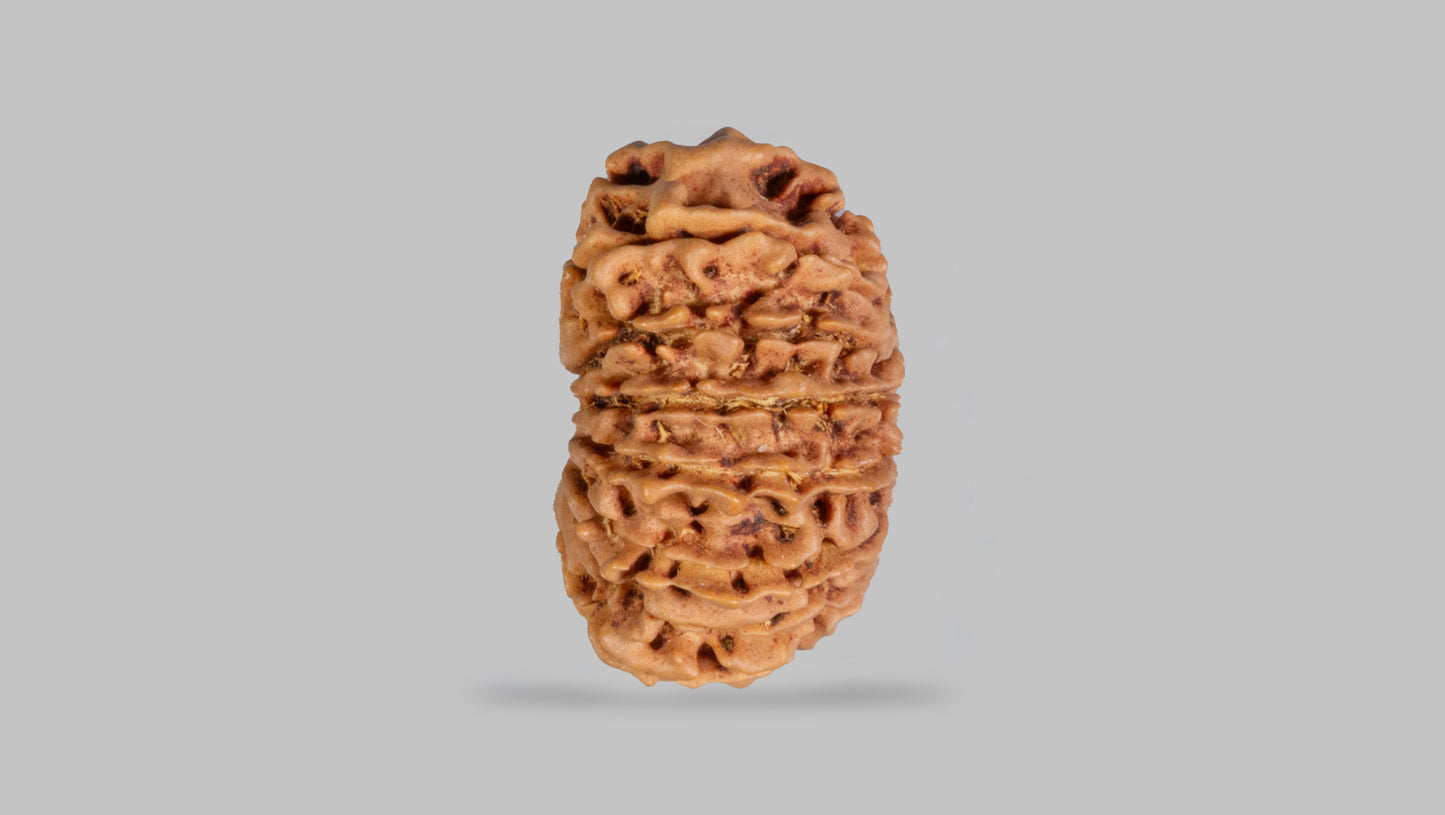 15 MUKHI RUDRAKSHA (24.59 mm)