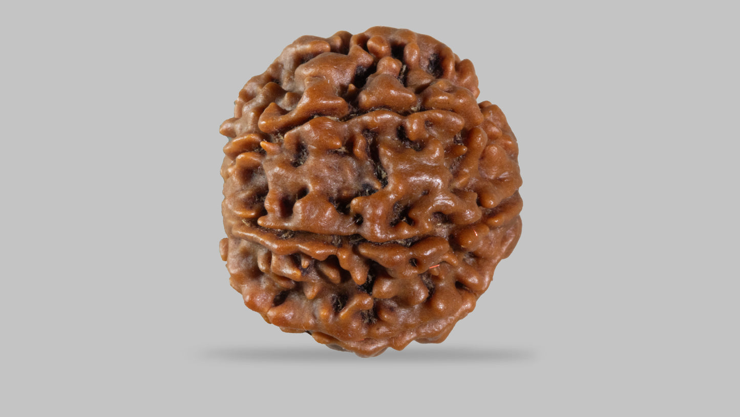 7 MUKHI RUDRAKSHA (19.80 mm)