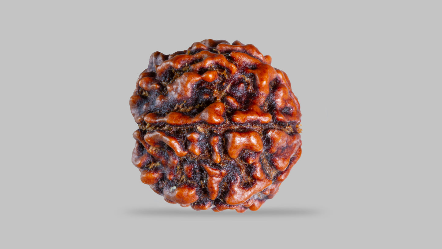 6 MUKHI RUDRAKSHA ( 21.21 mm )
