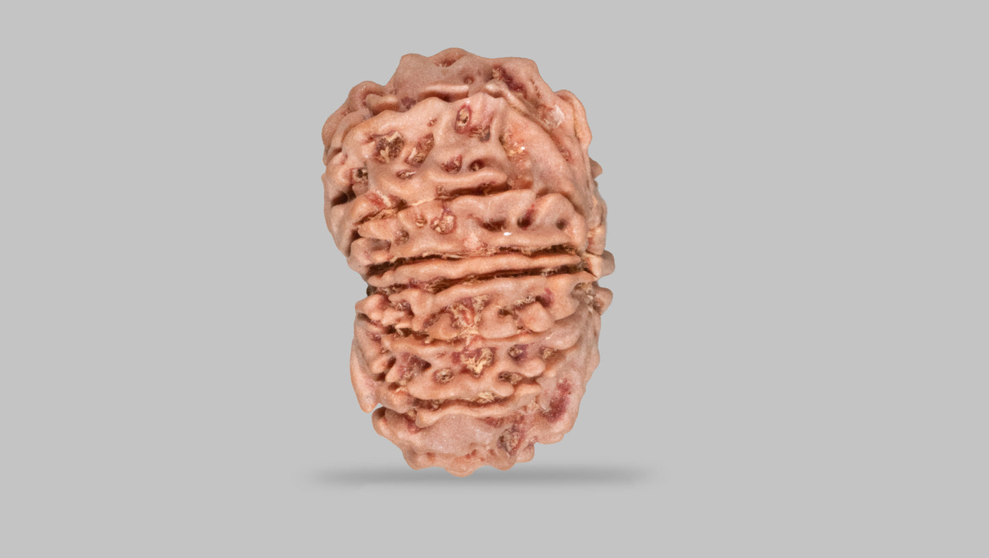 13 MUKHI RUDRAKSHA (26.65 mm)