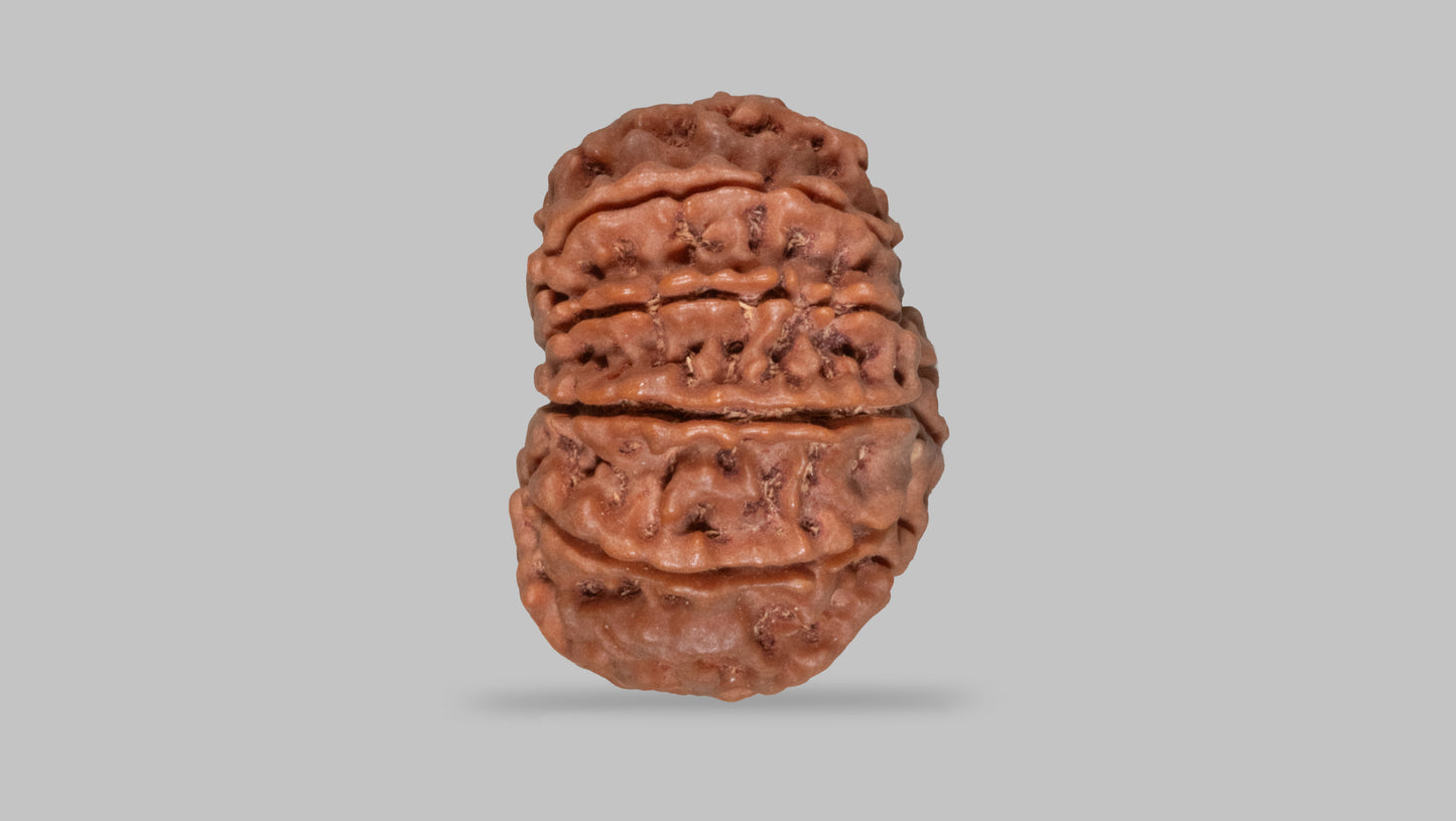 11 MUKHI RUDRAKSHA (28.10 mm)