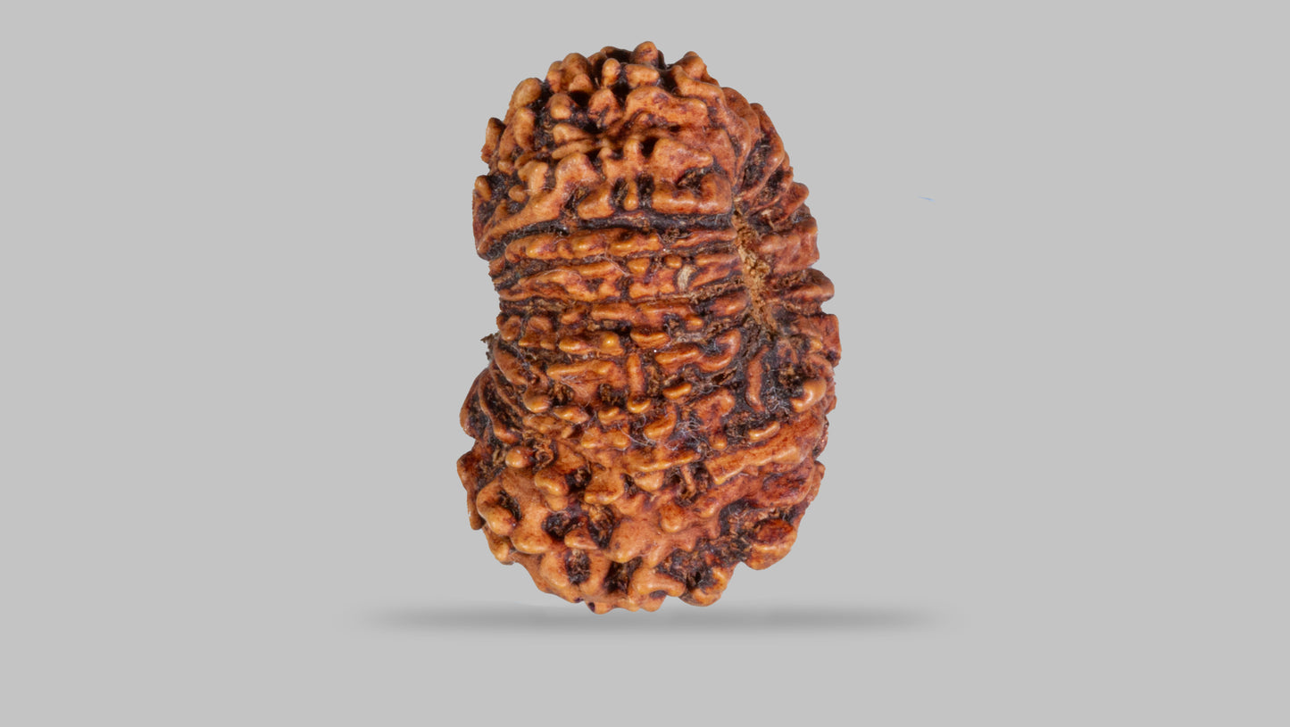 16 MUKHI RUDRAKSHA (26.68 mm)