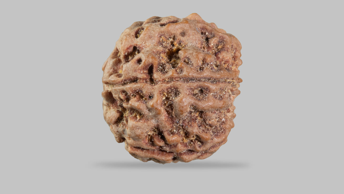 5 MUKHI RUDRAKSHA (22.80 mm)