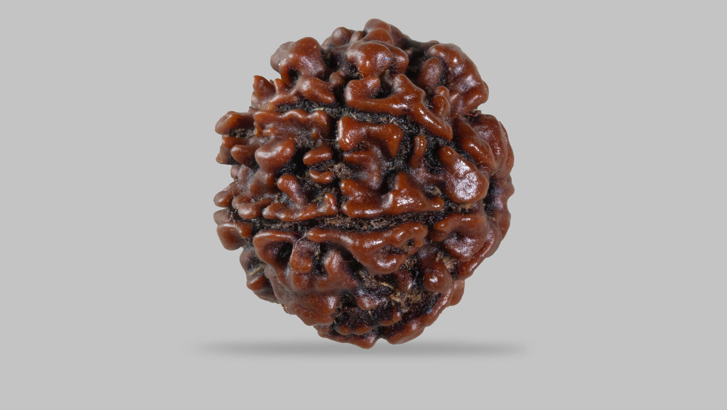 7 MUKHI RUDRAKSHA (19.50 mm)
