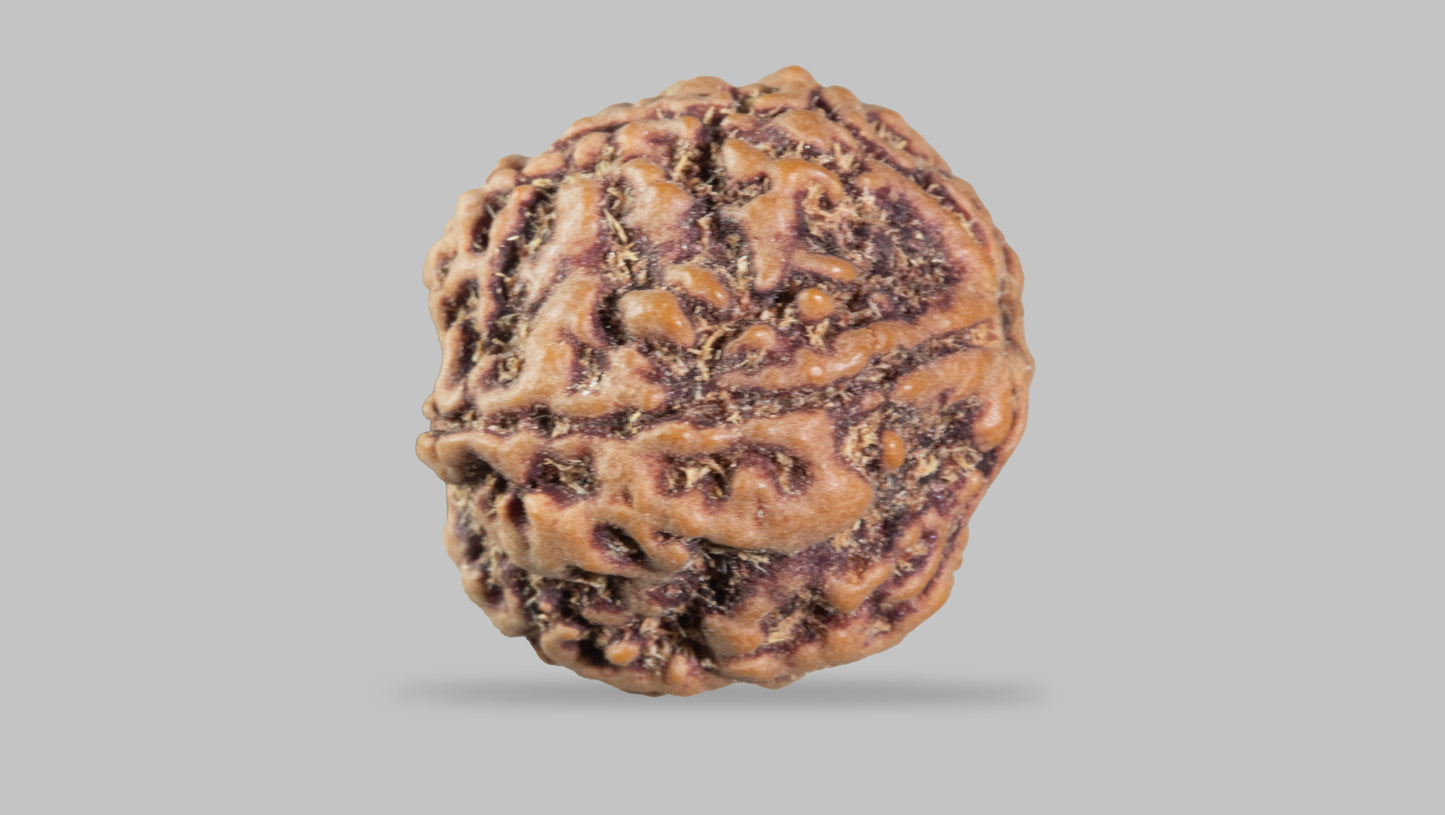 5 MUKHI RUDRAKSHA (23.17 mm)