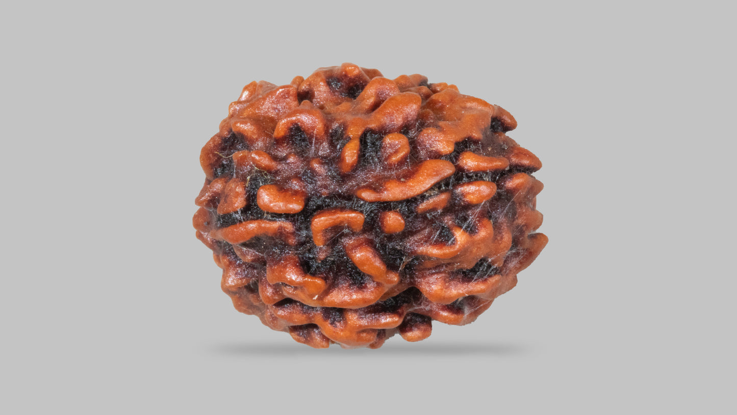 3 MUKHI RUDRAKSHA (22.58 mm)