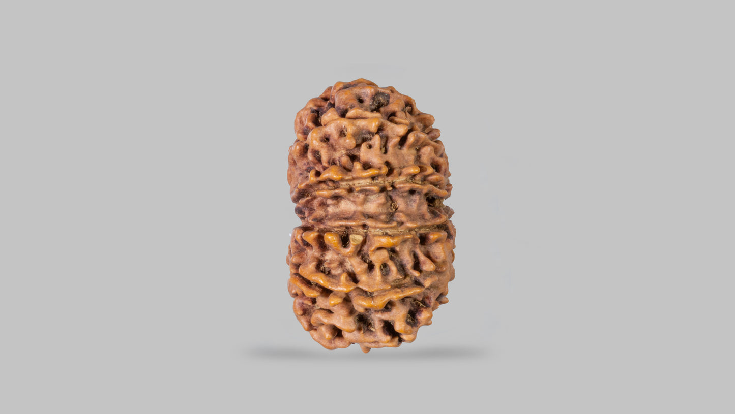 12 MUKHI RUDRAKSHA (28.63 mm)