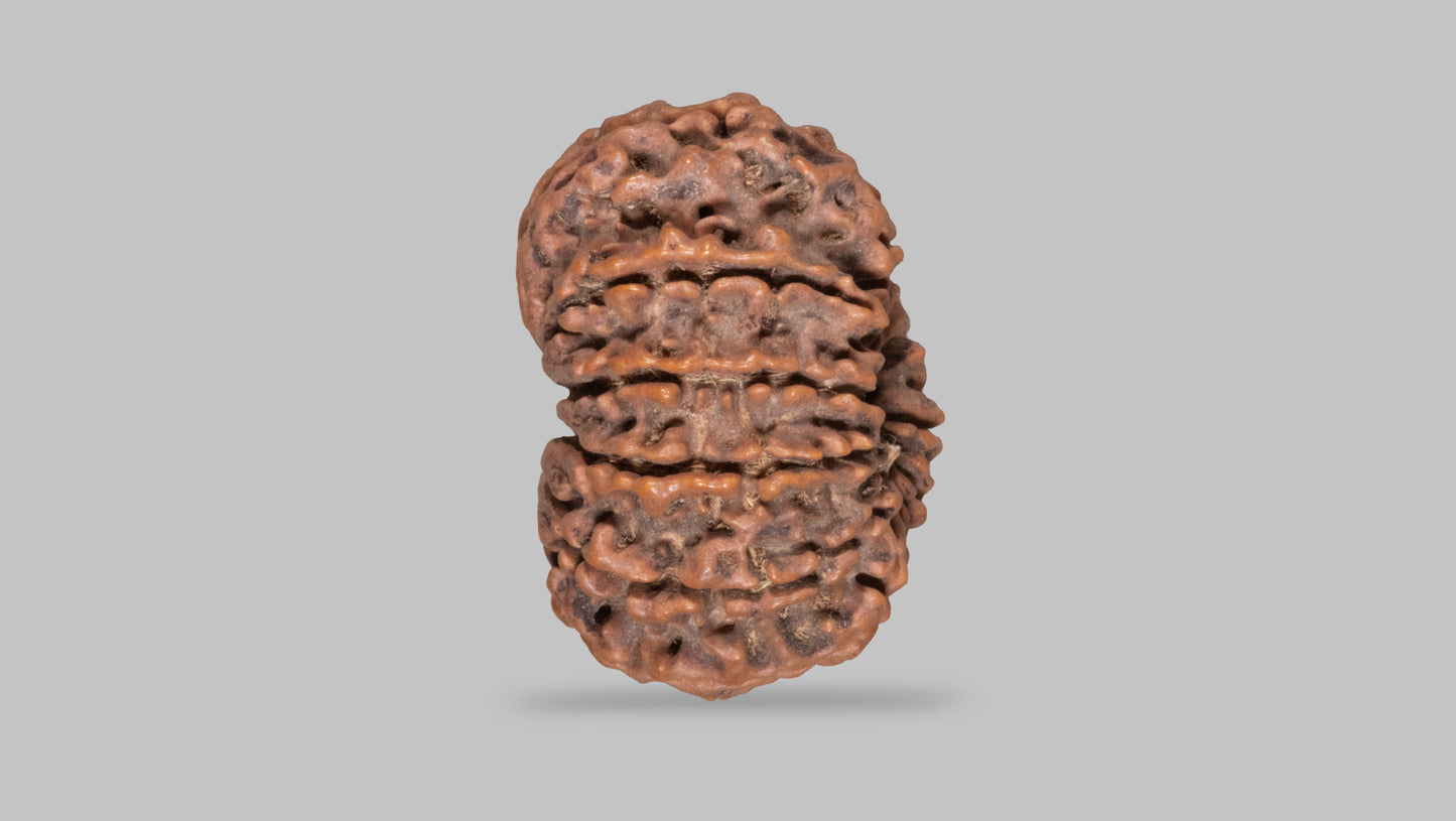 11 MUKHI RUDRAKSHA (31.65 mm)