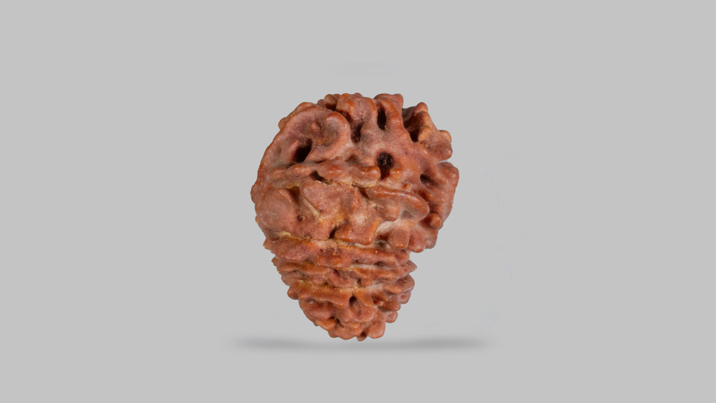 14 MUKHI RUDRAKSHA (19.48 mm)