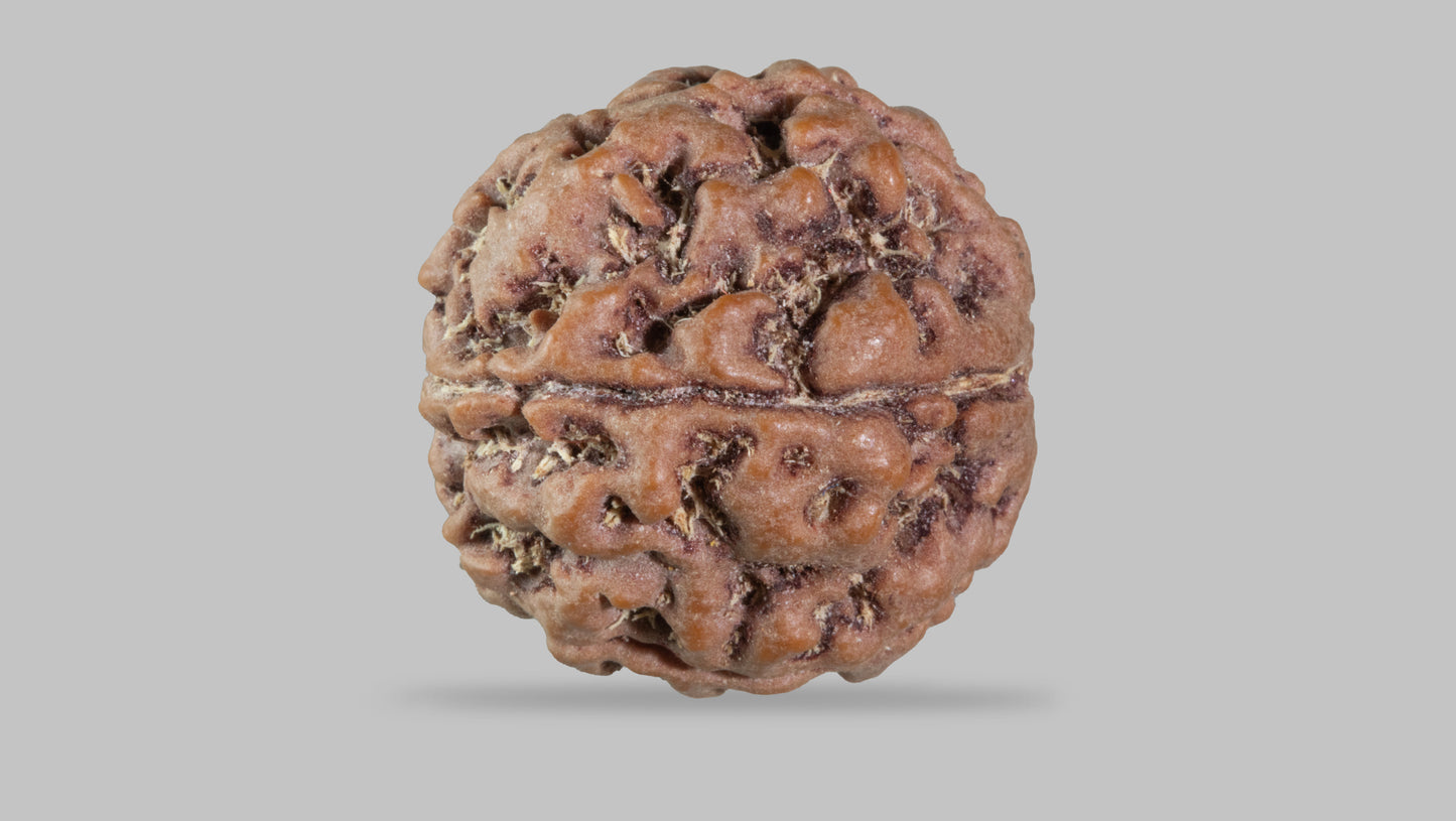 5 MUKHI RUDRAKSHA (21.95 mm)