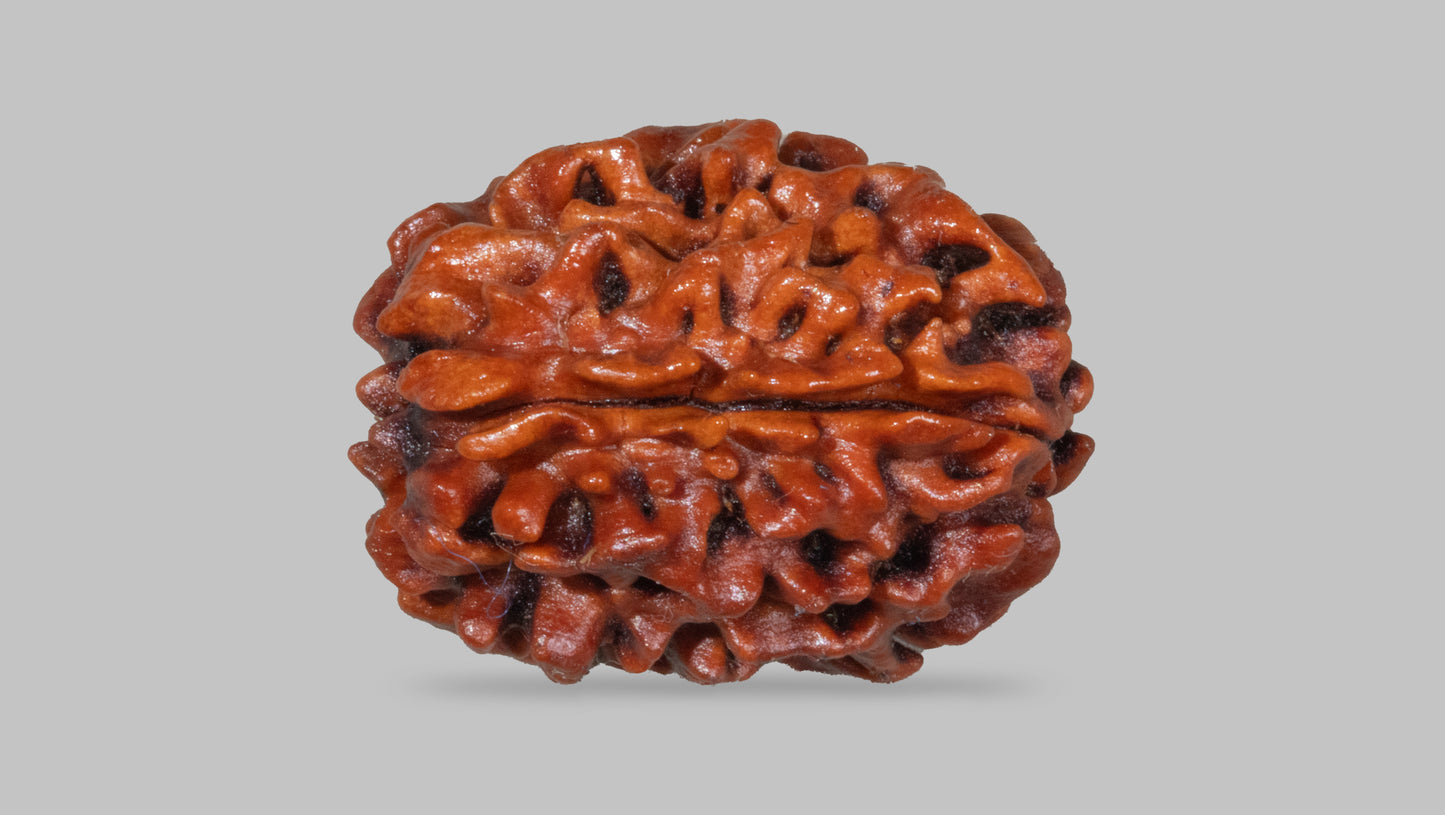 3 MUKHI RUDRAKSHA (22.70 mm)