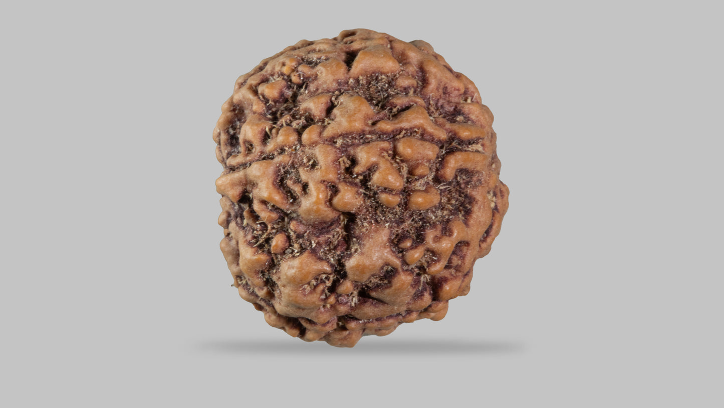 5 MUKHI RUDRAKSHA (23.15 mm)
