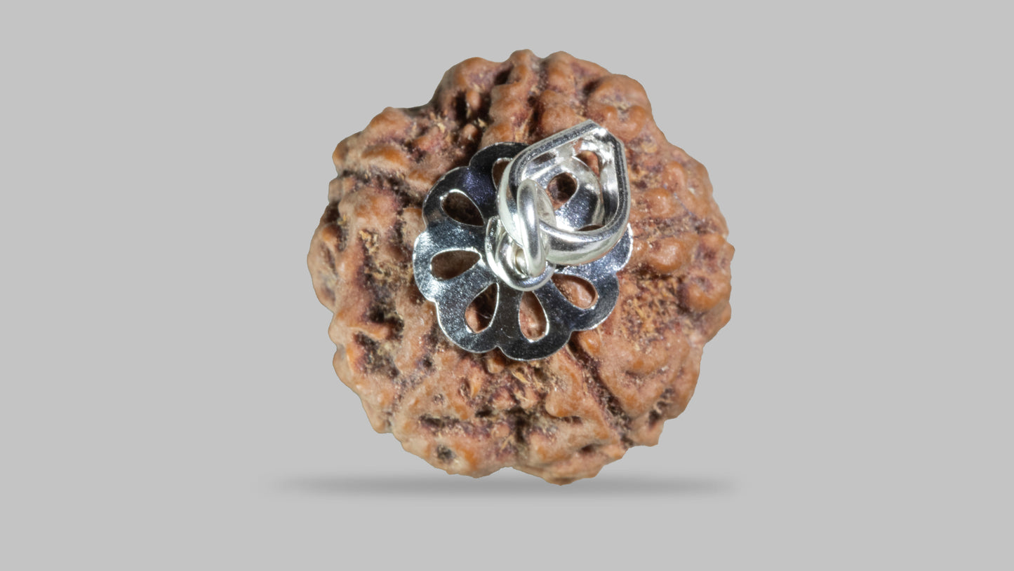 5 MUKHI RUDRAKSHA (22.71 mm)