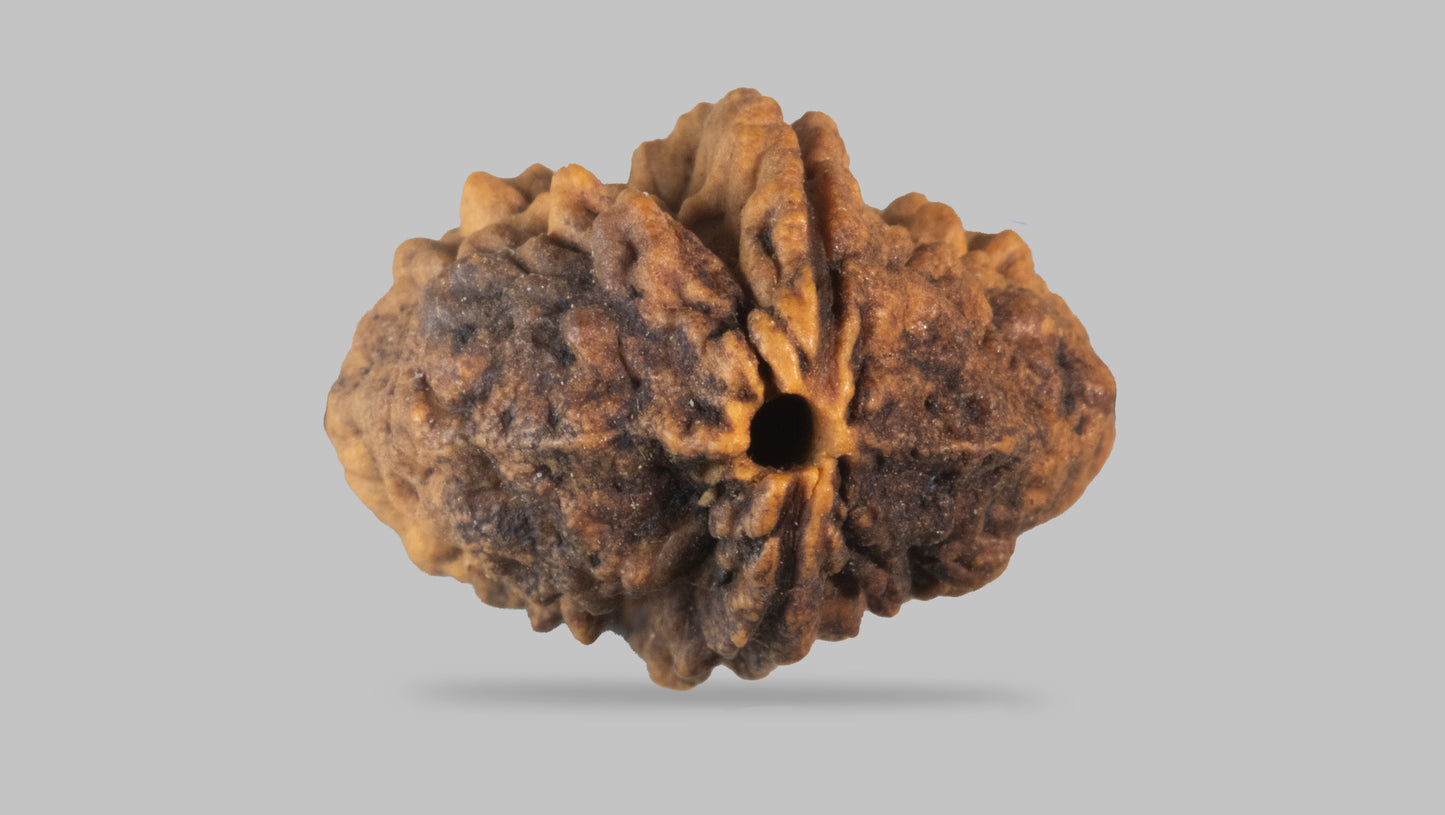 2 MUKHI RUDRAKSHA (29.65 mm)