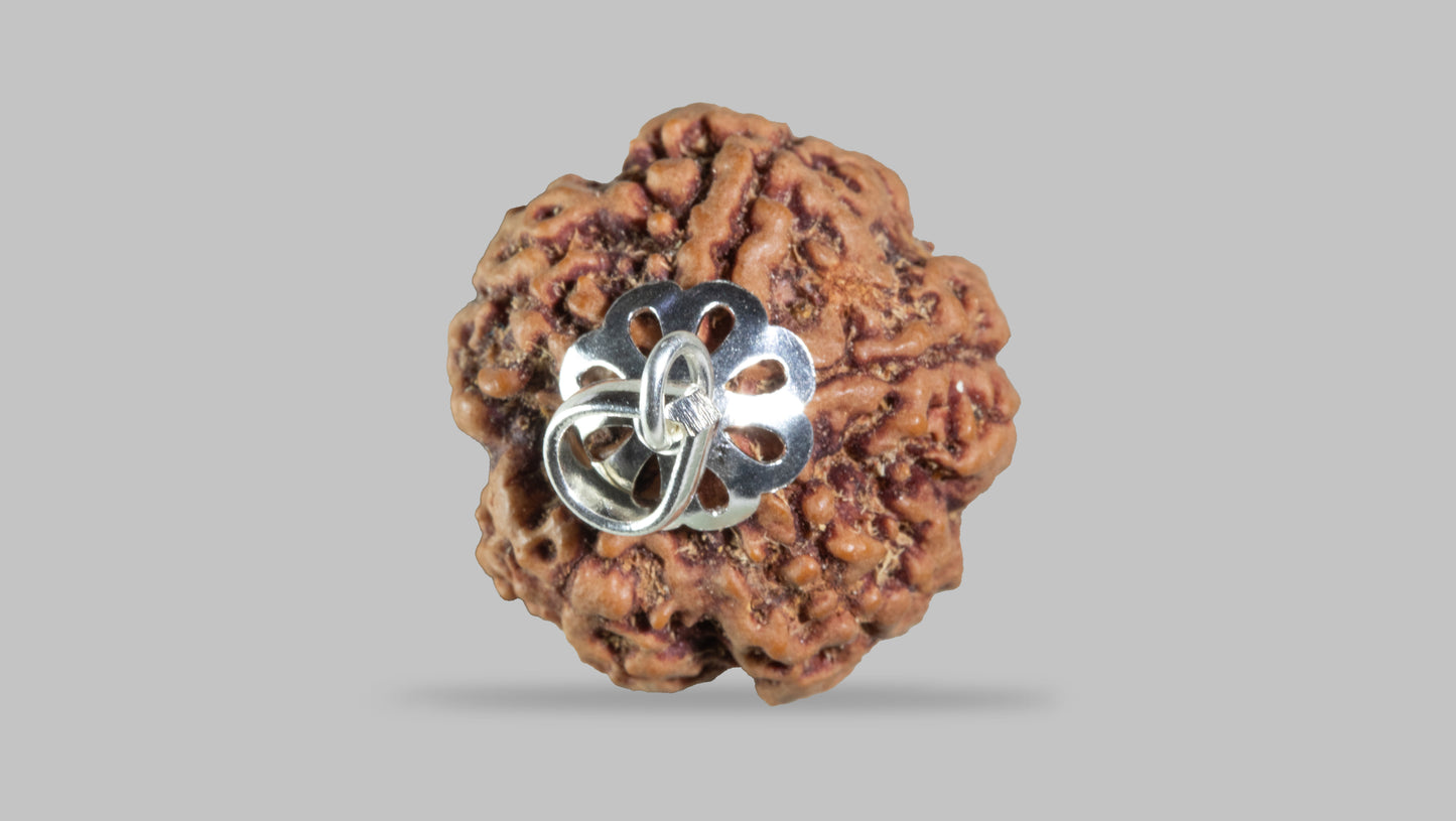 5 MUKHI RUDRAKSHA (26.00 mm)