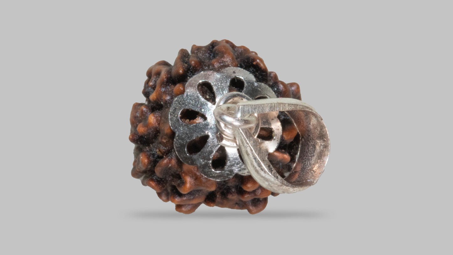 3 MUKHI RUDRAKSHA (23.21 mm)
