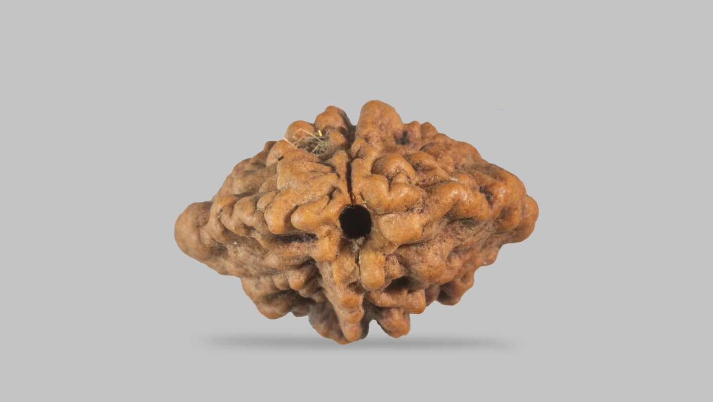 2 MUKHI RUDRAKSHA (28.71 mm)