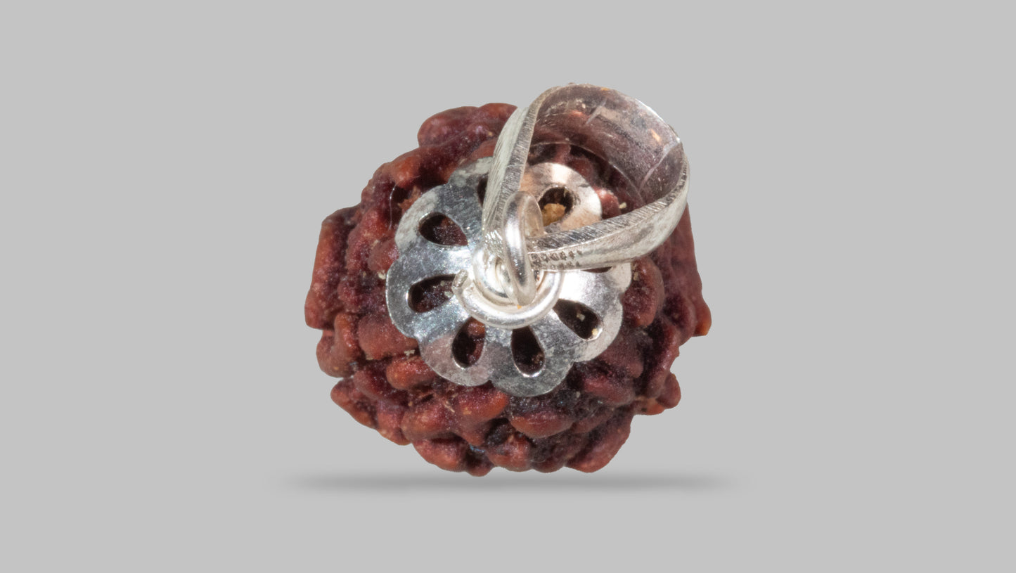 3 MUKHI RUDRAKSHA (23.17 mm)