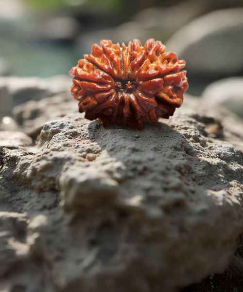 14-mukhi-rudraksha