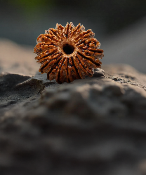 17 Mukhi Rudraksha