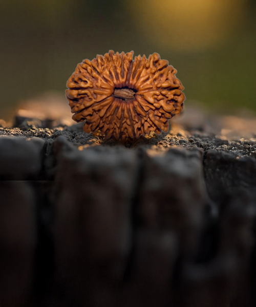 18 Mukhi Rudraksha