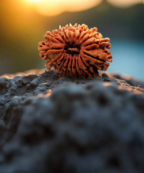 19 Mukhi Rudraksha