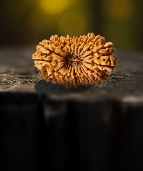 20 Mukhi Rudraksha