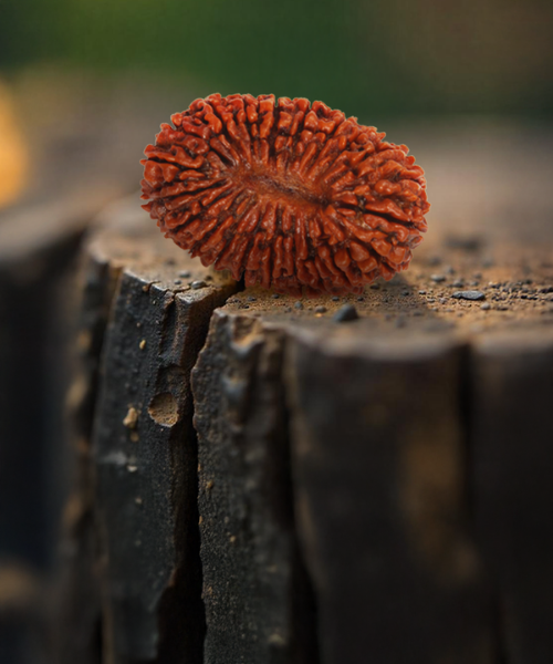 21 Mukhi Rudraksha