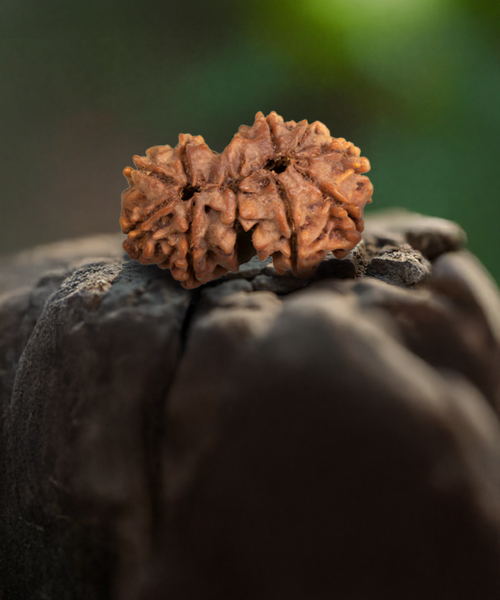 9 Mukhi Rudraksha