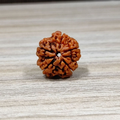 Loose Rudraksha