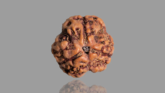 3 MUKHI RUDRAKSHA (18.70 mm)