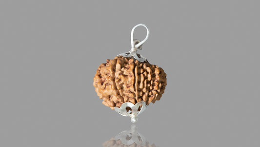 14 MUKHI RUDRAKSHA (21.94 mm)