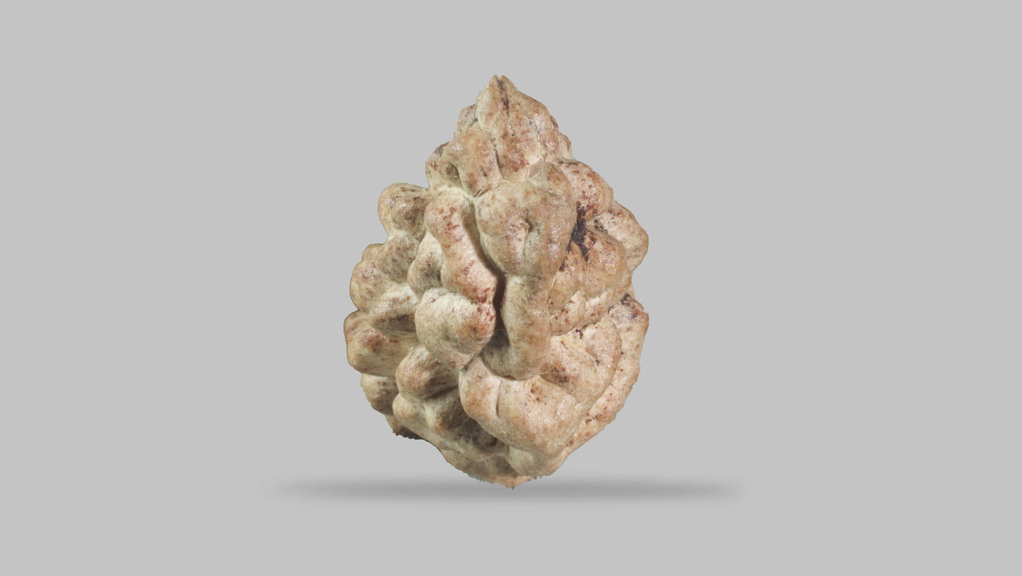 1 MUKHI RUDRAKSHA (23.67 mm)