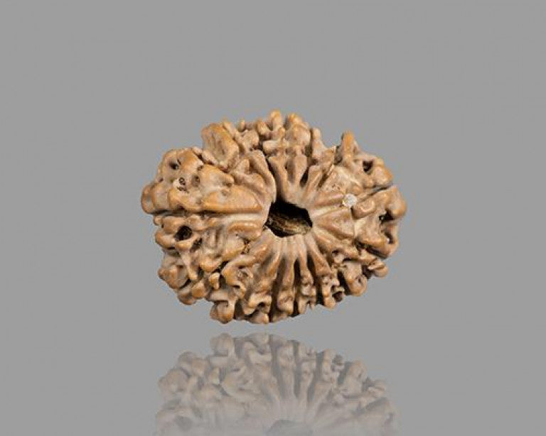 15 MUKHI RUDRAKSHA (23.12 mm)