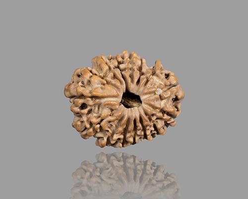 15 MUKHI RUDRAKSHA (23.12 mm)