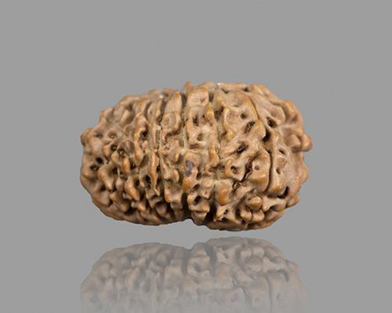 15 MUKHI RUDRAKSHA (23.12 mm)