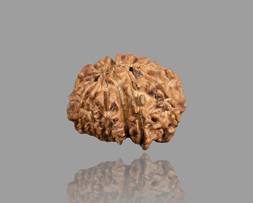 15 MUKHI RUDRAKSHA (21.95 mm)