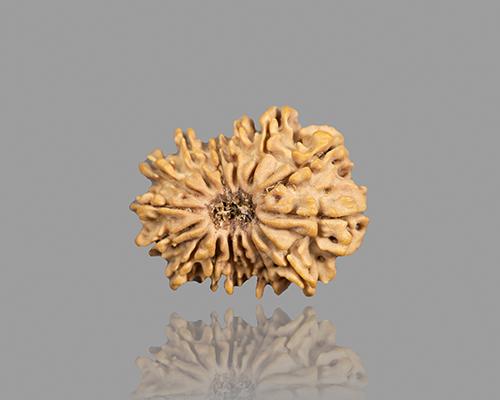 15 MUKHI RUDRAKSHA (25.15 mm)