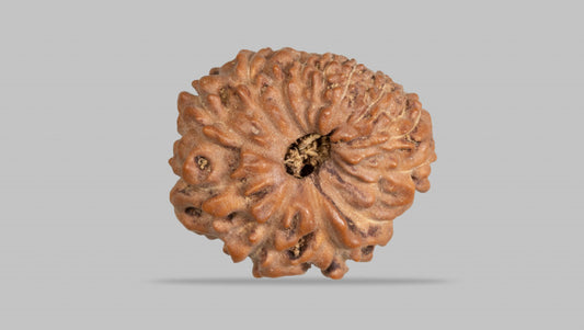 12 MUKHI RUDRAKSHA (17.41 mm)